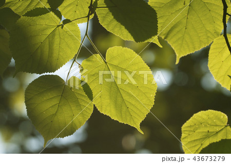 Green leaves in a clear sunlight 43673279