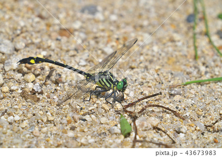 オオサカサナエ 43673983