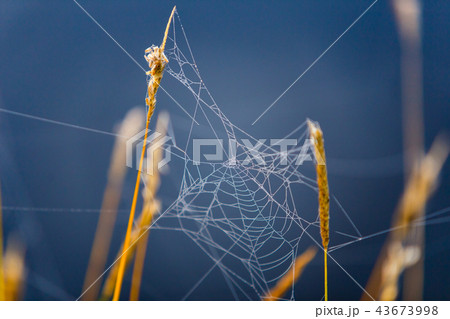 Indian summer spider web hanging on dry grass Indian summer spider web hanging on dry grass 43673998