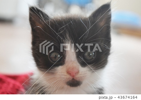 Cute furry black and white kitten watching 43674164