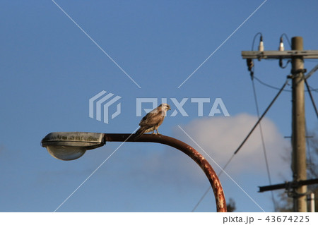 農道の外灯にとまるノスリの幼鳥 43674225