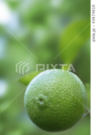 カボス カボス 43674610