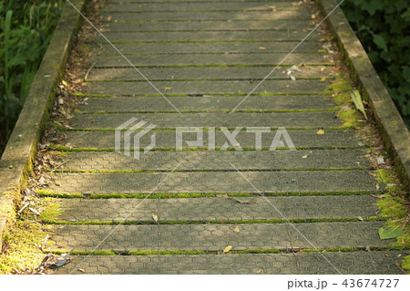 木の遊歩道 43674727
