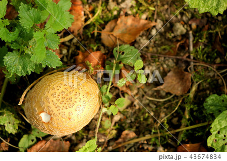 森の中のキノコ 43674834