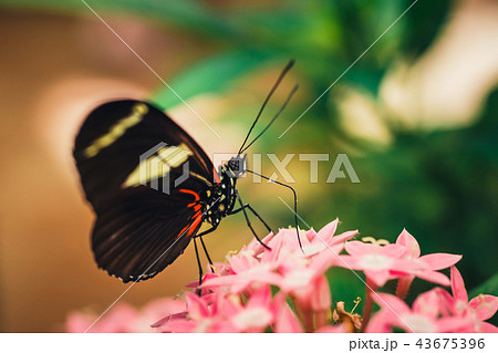 butterfly named Heliconius Melponeme butterfly named Heliconius Melponeme 43675396