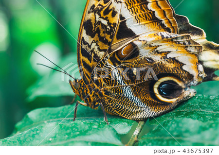 Close up of Caligo memmon butterfly Close up of Caligo memmon butterfly 43675397