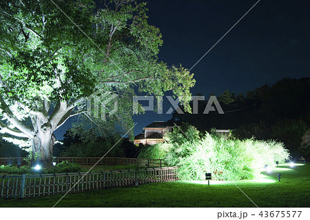 好文亭　偕楽園　夜景　イルミネーション　庭園 43675577