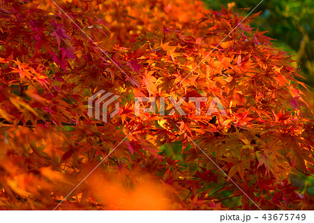 鮮やかな紅葉 鮮やかな紅葉 43675749