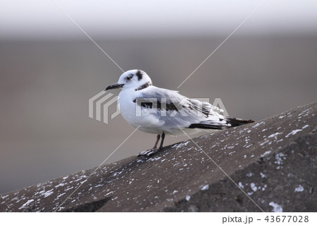 ミツユビカモメの若鳥 43677028