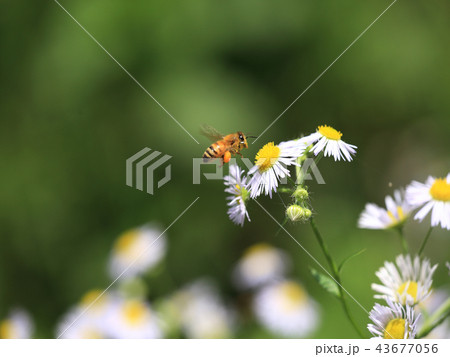 ハルジオンの花粉ダンゴとセイヨウミツバチの写真素材