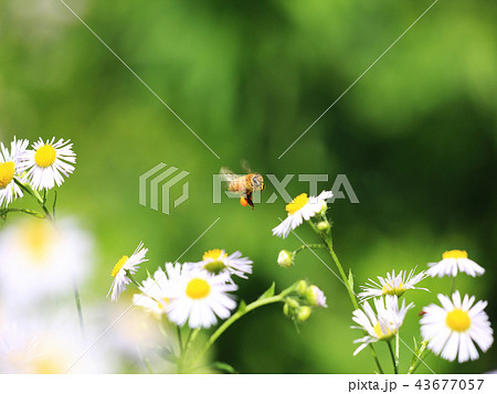 ハルジオンの花粉ダンゴとセイヨウミツバチの写真素材 ハルジオンの花粉ダンゴとセイヨウミツバチの写真素材