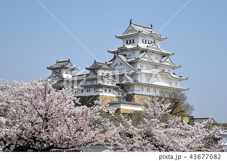 姫路城　西ノ丸から見た現存天守と桜 43677082