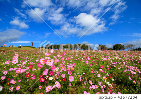 コスモス畑＠長崎県諫早市白木峰 43677204