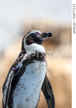 ペンギンのポートレート 43677215