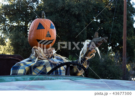 Smiling, happy, welcoming, fun friendly pumpkin head scarecrow driving an old truck to a halloween 43677300