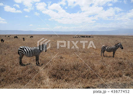 タンザニア、ンゴロンゴロ保全地域、シマウマ タンザニア、ンゴロンゴロ保全地域、シマウマ 43677452