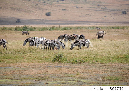 タンザニア ンゴロンゴロ保全地域 シマウマの写真素材