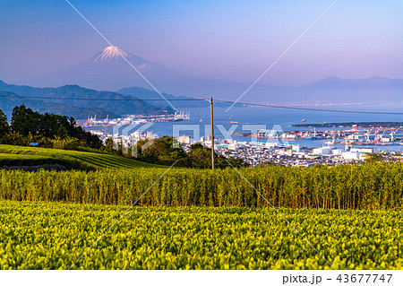 《静岡県》日本平・富士山と茶畑の夕景 《静岡県》日本平・富士山と茶畑の夕景 43677747