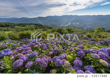 美の山公園のアジサイの写真素材