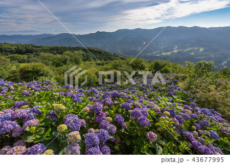 美の山公園のアジサイ 美の山公園のアジサイ 43677995