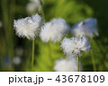 朝露に濡れたワタスゲ 43678109