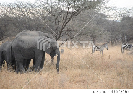 タンザニア、タランギーレ国立公園、アフリカゾウ、シマウマ 43678165