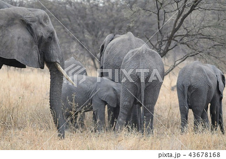タンザニア、タランギーレ国立公園、アフリカゾウ タンザニア、タランギーレ国立公園、アフリカゾウ 43678168