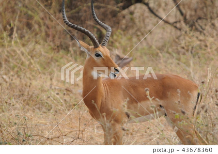 タンザニア、タランギーレ国立公園、インパラ タンザニア、タランギーレ国立公園、インパラ 43678360