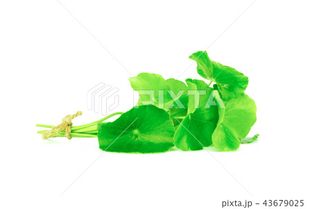 Asiatic isolated on white background Asiatic isolated on white background 43679025
