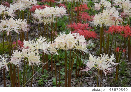 白い彼岸花 白い彼岸花 43679340