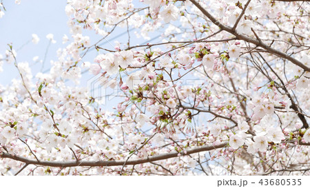 春 桜 43680535