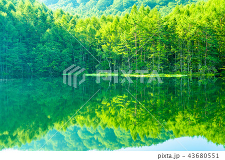 新緑・エコイメージ《長野県・御射鹿池》 43680551