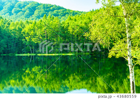 新緑・エコイメージ《長野県・御射鹿池》 43680559