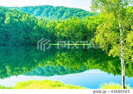 新緑・エコイメージ《長野県・御射鹿池》 43680565