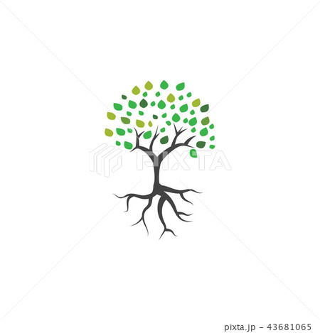 Tree and root logo icon vector template Tree and root logo icon vector template 43681065
