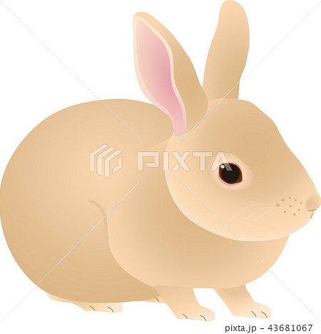 うさぎ 43681067