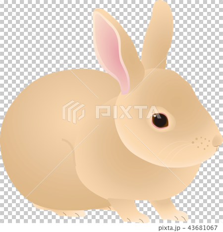 うさぎ 43681067