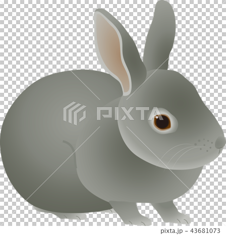 Rabbit  43681073