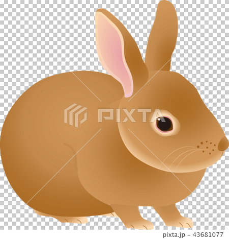 Rabbit Rabbit 43681077