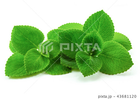 Country Borage leaves isolated on white background Country Borage leaves isolated on white background 43681120