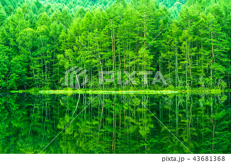 新緑・エコイメージ《長野県・御射鹿池》 新緑・エコイメージ《長野県・御射鹿池》 43681368