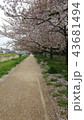 桜道 43681494