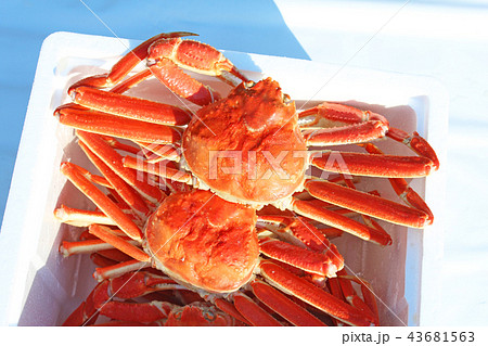 紅ズワイガニ 43681563