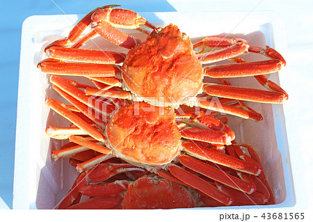 紅ズワイガニ 43681565