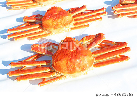 紅ズワイガニ 紅ズワイガニ 43681568