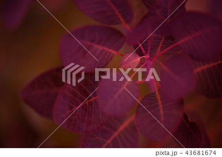 Autumn bright background with burgundy leaves 43681674