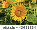 満開のひまわり 43681834