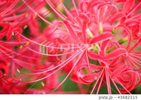 曼珠沙華 43682315