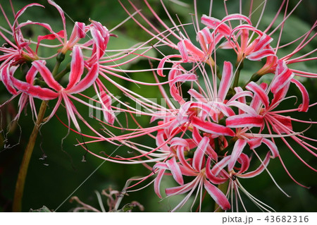 曼珠沙華 43682316