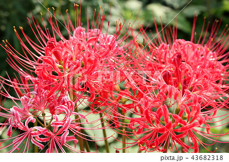 曼珠沙華 43682318